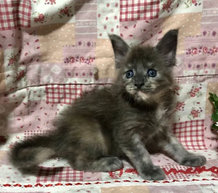 ID：2110-01170の子猫