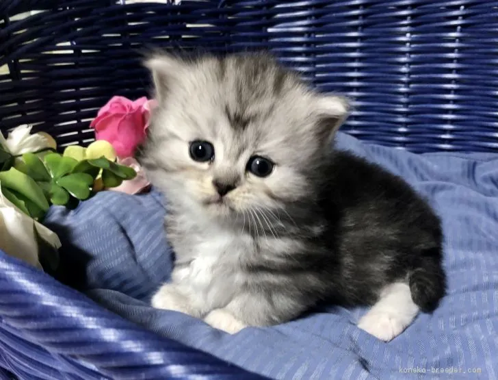 ID:2011-02042の子猫
