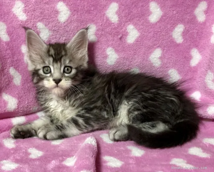 ID:2003-01696の子猫