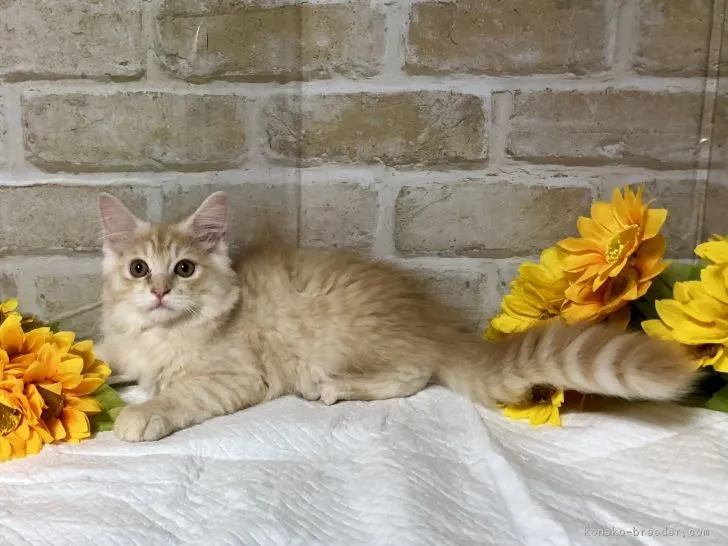 ID:1806-01642の子猫