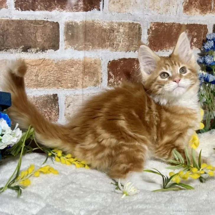 ID：2301-00927の子猫