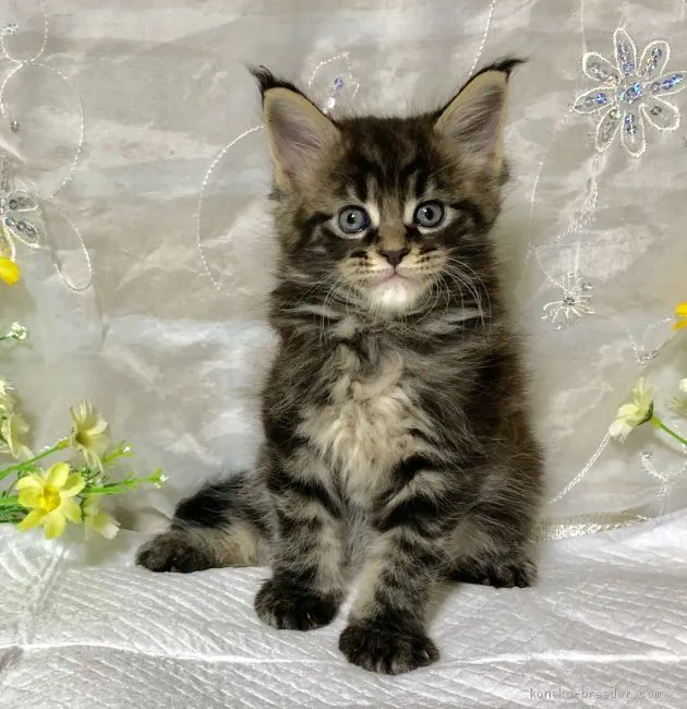 ID:1905-00267の子猫