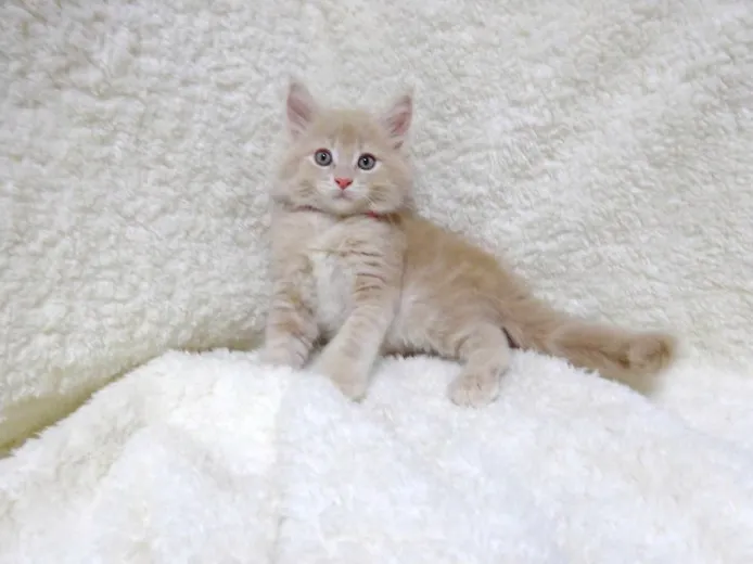 ID:1407-00015の子猫