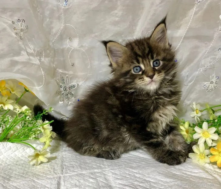 ID:1905-00134の子猫