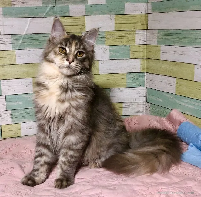 ID：1912-00597の子猫