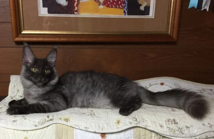 ID:1506-00506の子猫