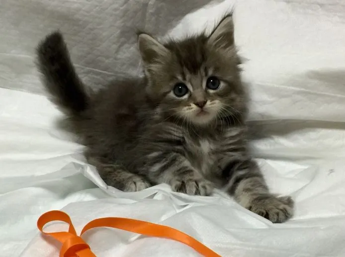 ID:1505-00352の子猫