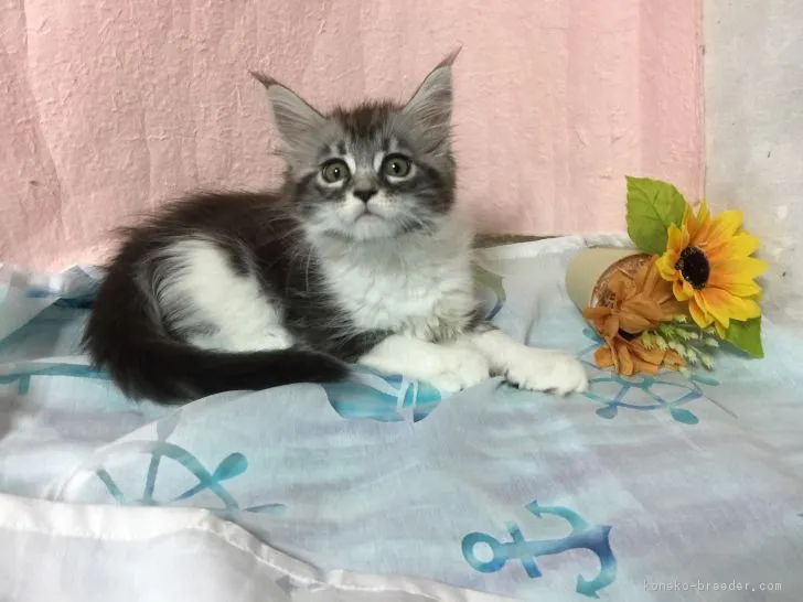 ID:1707-01014の子猫