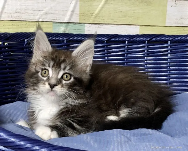 ID:2005-00905の子猫