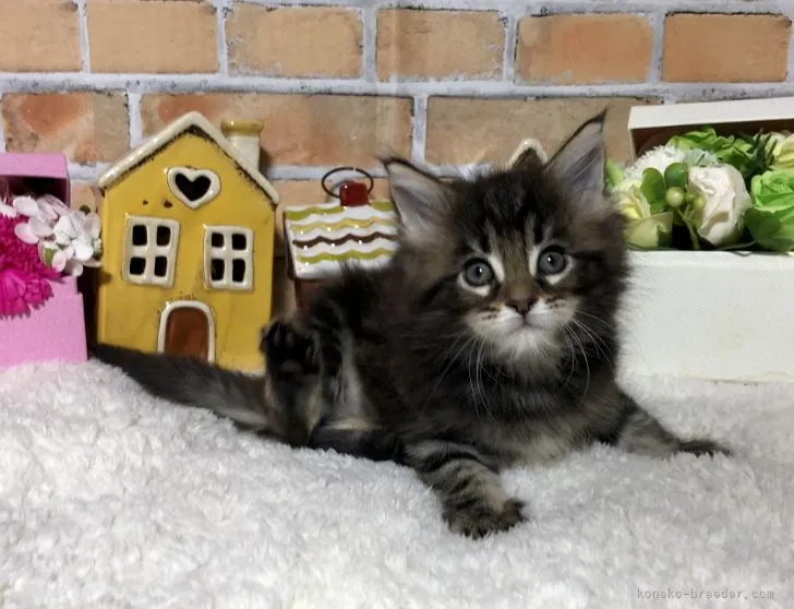 ID：2202-00708の子猫