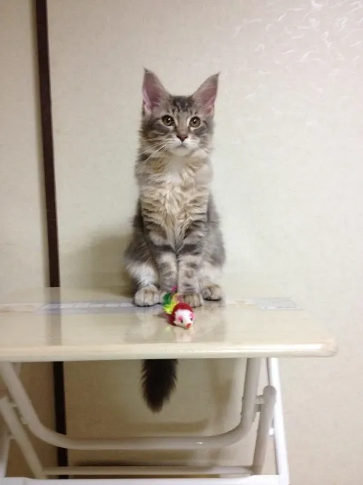ID：1407-00363の子猫