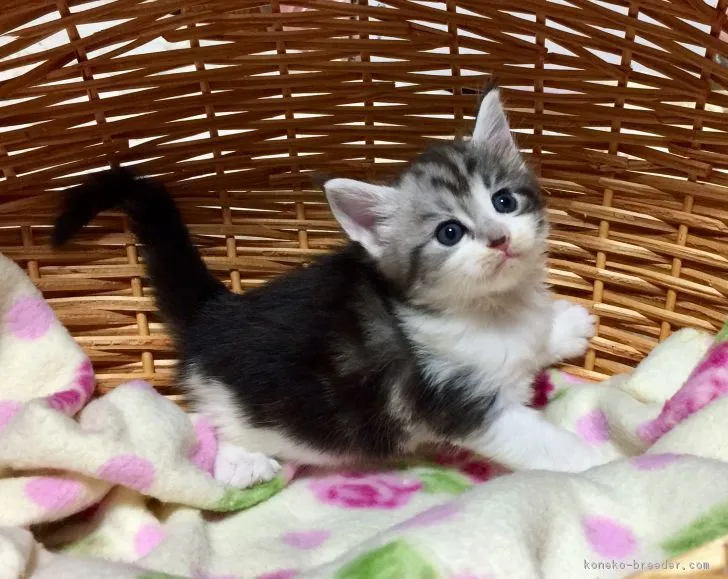 ID:1707-00372の子猫