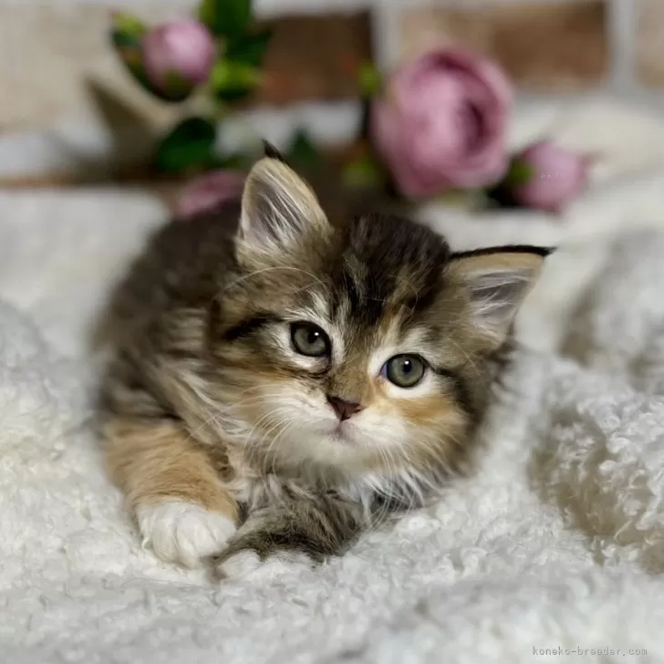 ID:2412-00115の子猫