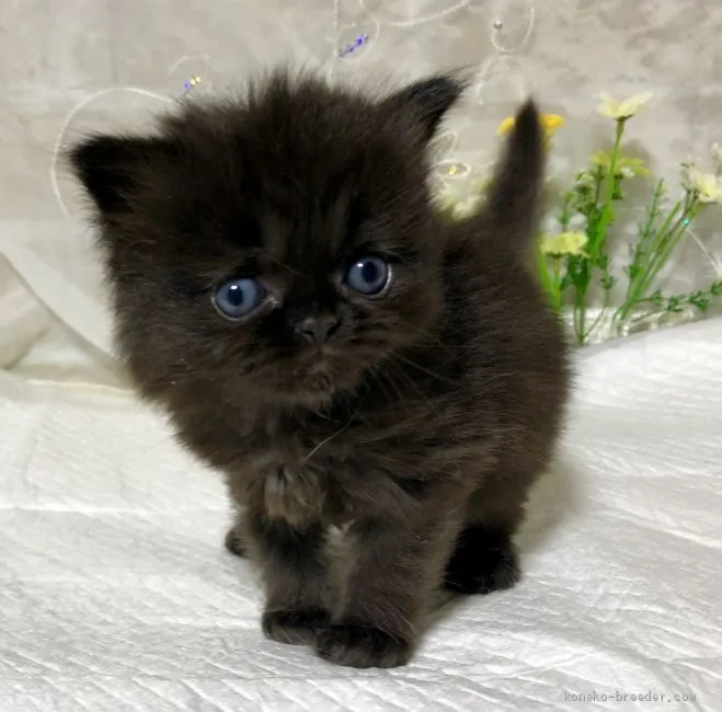 けーりん 様のお迎えした子猫