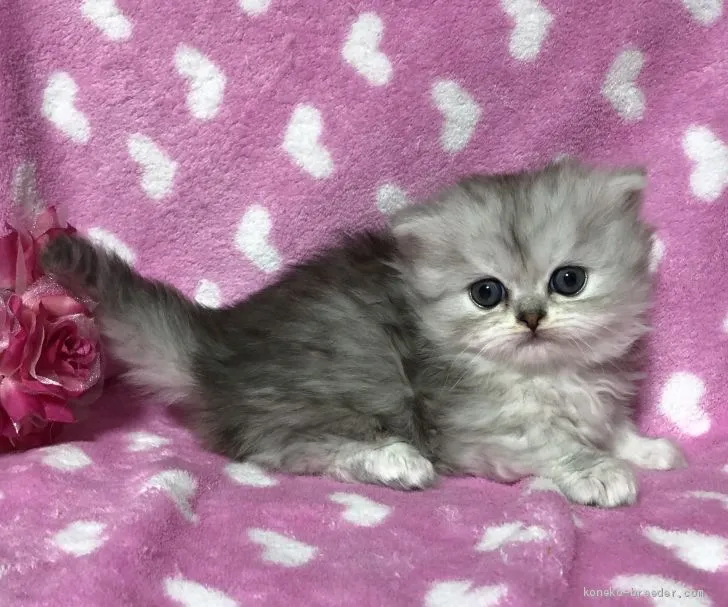 S.I 様のお迎えした子猫