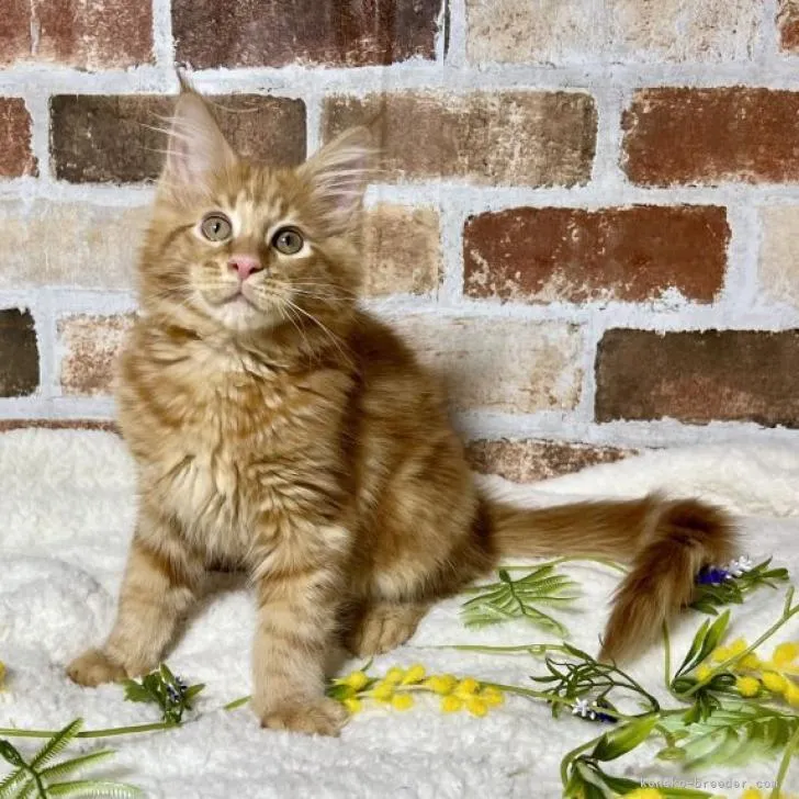 ID：2210-02239の子猫