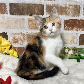 メインクーン【熊本県・女の子・2023年9月12日・ブラックトービー & ホワイト】の写真「綺麗な子」