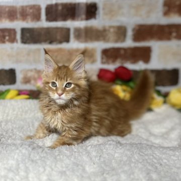 メインクーン【熊本県・男の子・2024年1月21日・レッド】の写真「綺麗なカラーです」