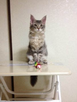 メインクーン【熊本県・女の子・2014年4月8日・ブルー】の写真「」