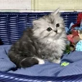 ミヌエット【熊本県・女の子・2020年10月22日・ブラックシルバータビー  &ホワイト】の写真1