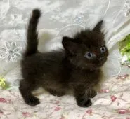 マンチカン(短足)【熊本県・男の子・2019年3月28日・ブラック】の写真1