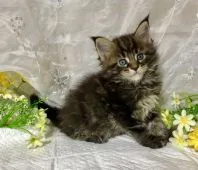 メインクーン【熊本県・男の子・2019年3月24日・ブラッククラシックタビー】の写真1