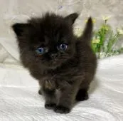 マンチカン(長足)【熊本県・男の子・2019年3月28日・ブラック】の写真1