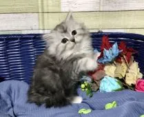 ミヌエット【熊本県・女の子・2020年10月22日・ブラックシルバータビー  &ホワイト】の写真2