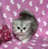 ミヌエット【熊本県・女の子・2019年12月24日・シューテッド】の写真3