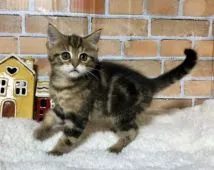 ミヌエット【熊本県・男の子・2021年12月4日・ブラックタビー】の写真3