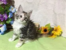 メインクーン【熊本県・女の子・2017年6月16日・シルバートーティ&ホワイト】の写真4