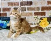 メインクーン【熊本県・男の子・2022年11月11日・レッド&ホワイト】の写真4