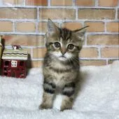 ミヌエット【熊本県・男の子・2021年12月4日・ブラックタビー】の写真5