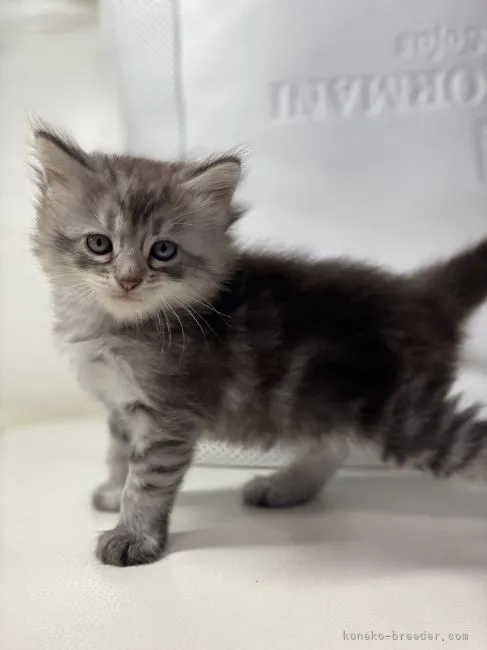 ID：2108-02151の子猫