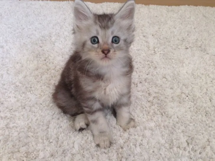 ID：1709-00157の子猫