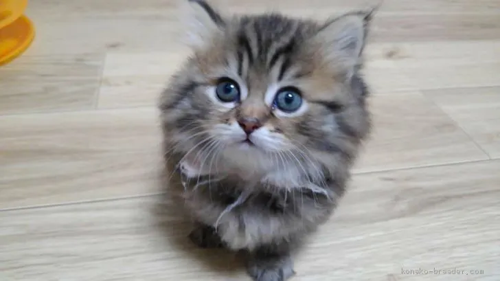 ID：2007-00040の子猫