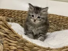 メインクーン【新潟県・男の子・2019年12月17日・シルバータビー】の写真1