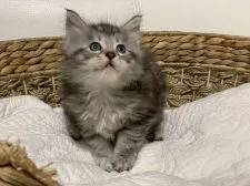 メインクーン【新潟県・男の子・2019年12月17日・シルバータビー】の写真3