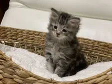 メインクーン【新潟県・男の子・2019年12月17日・シルバータビー】の写真4