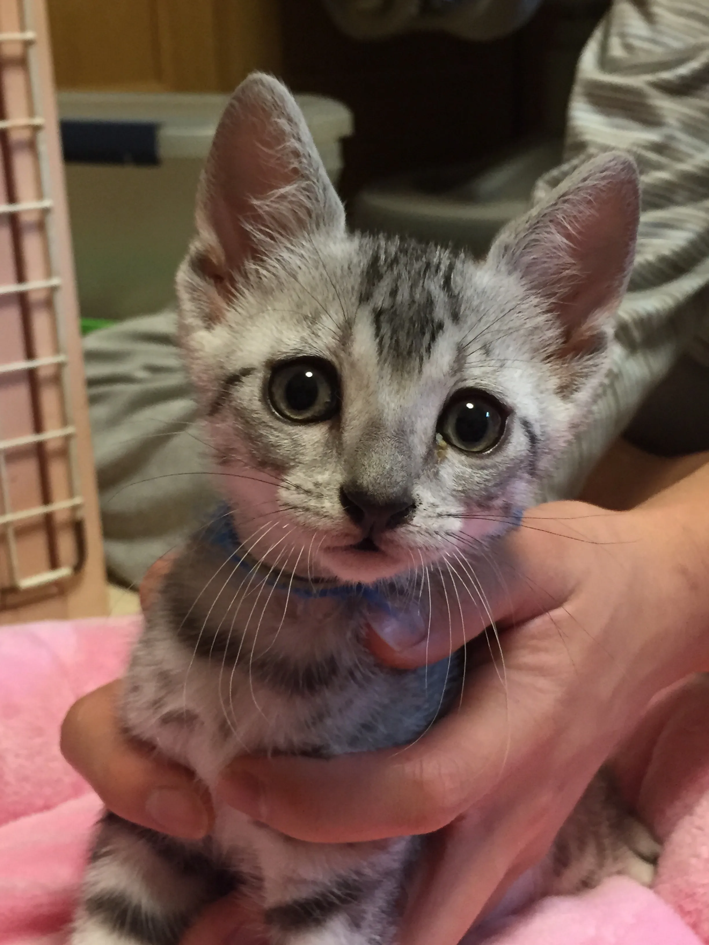 くこみみ 様のお迎えした子猫