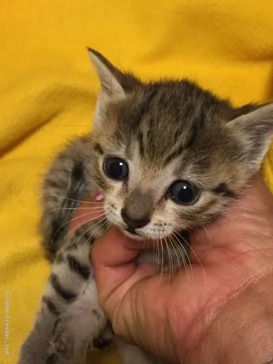 naayama 様のお迎えした子猫