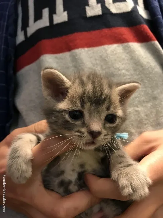 ID:1803-00206の子猫