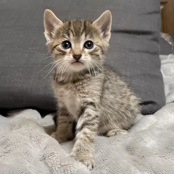 ID：2312-00226の子猫