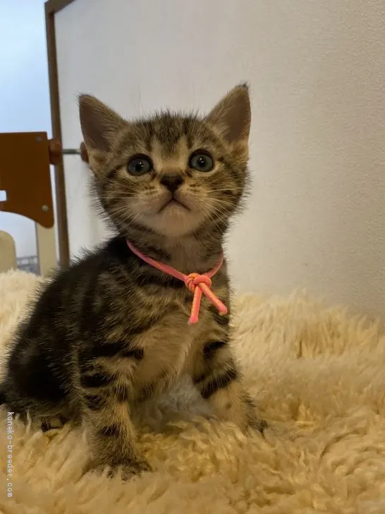 ID:2004-00741の子猫
