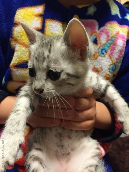ID:1701-00676の子猫