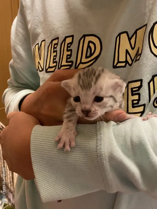 ID:1912-01270の子猫