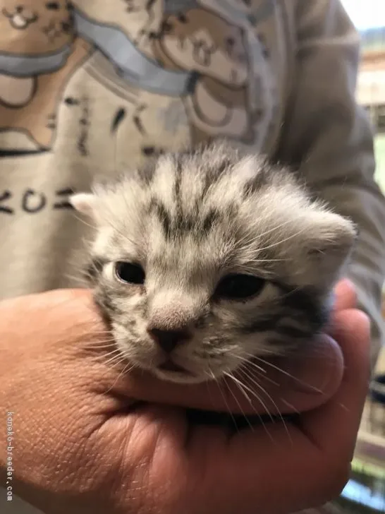 ふくまこ 様のお迎えした子猫