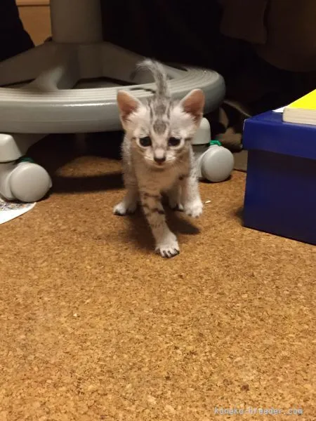 ID:1510-00191の子猫