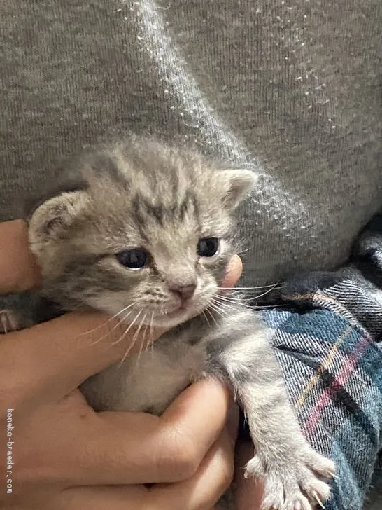ID:2012-00555の子猫