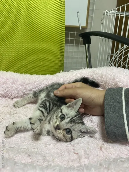 ID:2104-01523の子猫